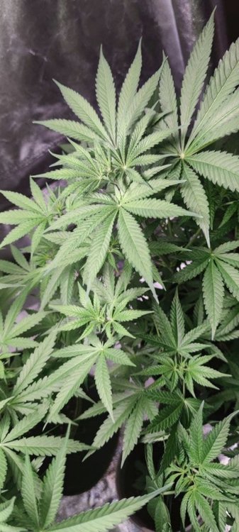 Plant2 (4).jpg