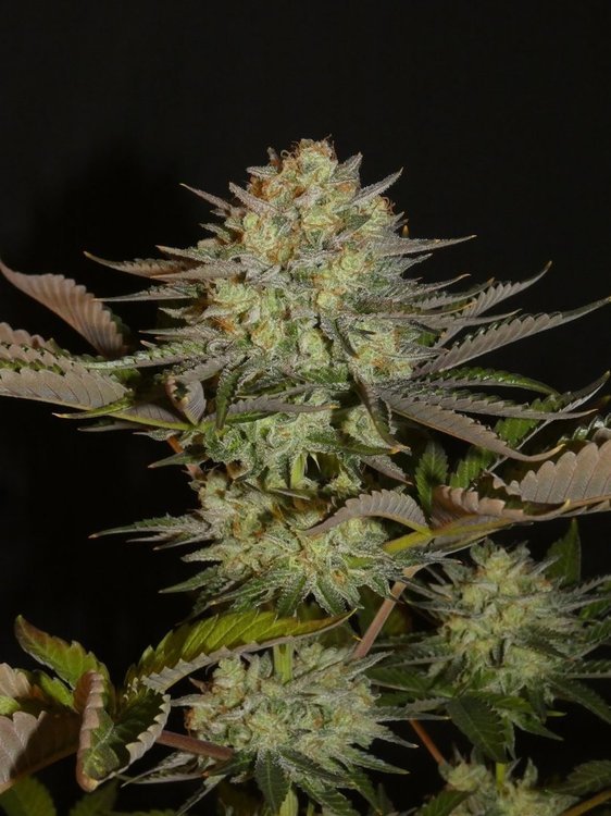 LB Tester Khalifa Genetics (2).JPG