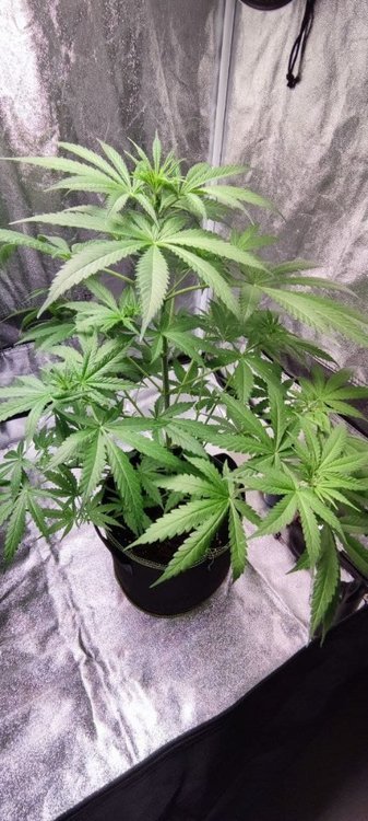 Plant3 (4).jpg