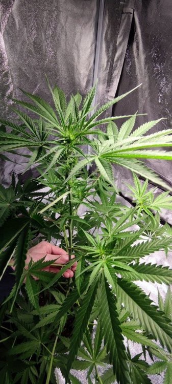 Plant4 (5).jpg