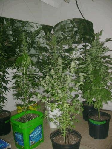 Floroom.jpg.9e784bb38426e31d1b67eac1fd939147.jpg
