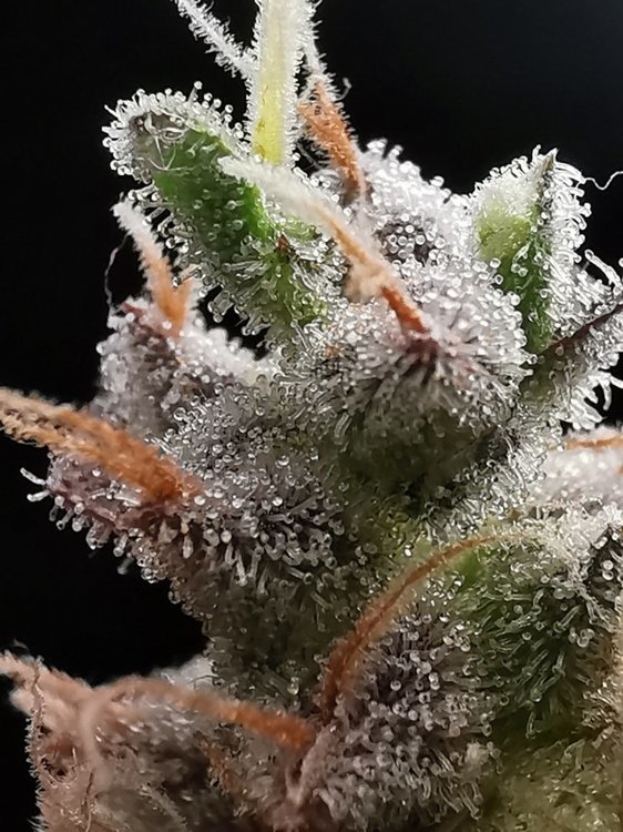 IMG_20210422_222958.jpg