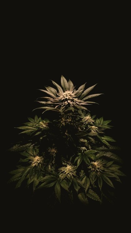 IMG_20210424_130954.thumb.jpg.a06a8532bde9e9eb571b2cedae3dcc4f.jpg