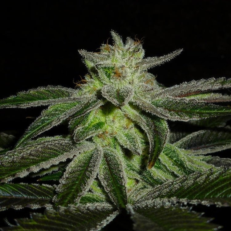 Mix-M50...thumb.jpg.012f0f6e66f2cffae7b0eb5a4d8ce26e.jpg
