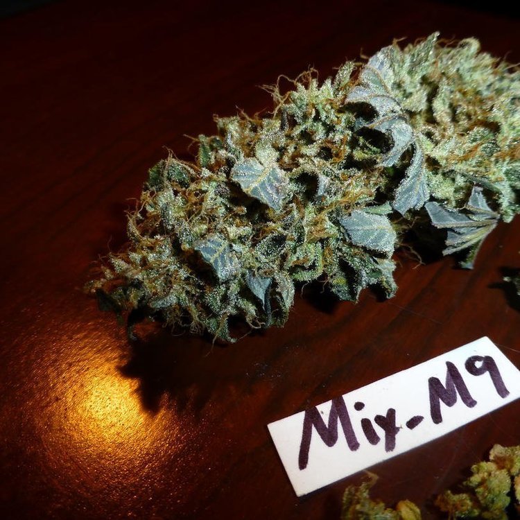 Mix-M9..thumb.jpg.4db344105df7e07f3318cad42613d229.jpg