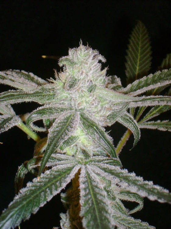 PeyotePurple..thumb.jpg.7fd4b4c67613e32afd4b82ce46499842.jpg