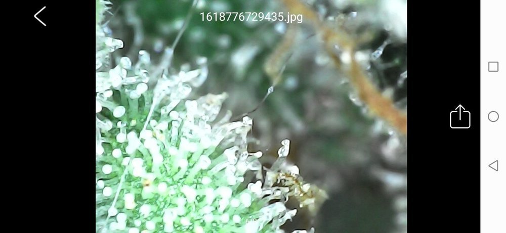Screenshot_20210418_222824_com_cpwb.usbcamera.thumb.jpg.9f50ca97786b4e920f953aad5ef1fcd4.jpg