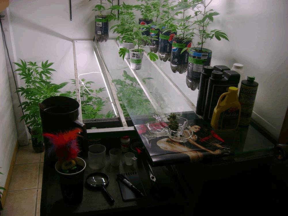 VegRoom.jpg.53293d844a1dc6a76c27368dce09bfe4.jpg