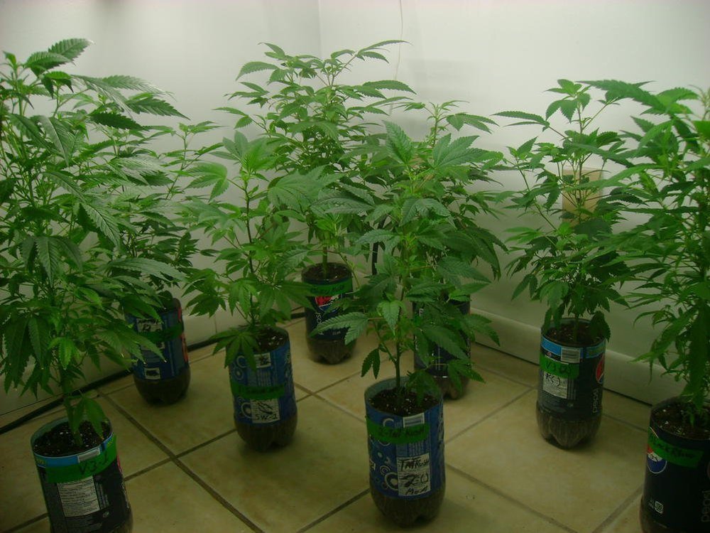 Vegroom....thumb.jpg.a1582016e716ebd3acc4a88edd16b1bc.jpg