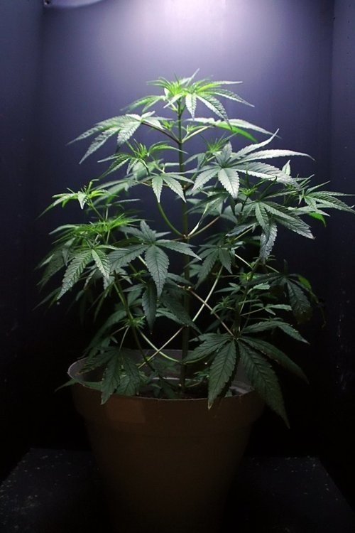 batch_IMG_4888.thumb.JPG..jpg.b606b0ddfd6f7b47e4cc82e88e88538d.jpg