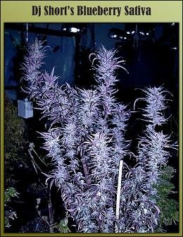 blueberry_sativa_retouched55.jpg-m02.jpg