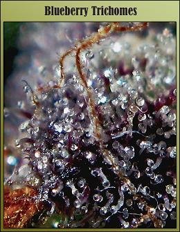 blueberry_trichomes_retouched55.jpg-m04.jpg