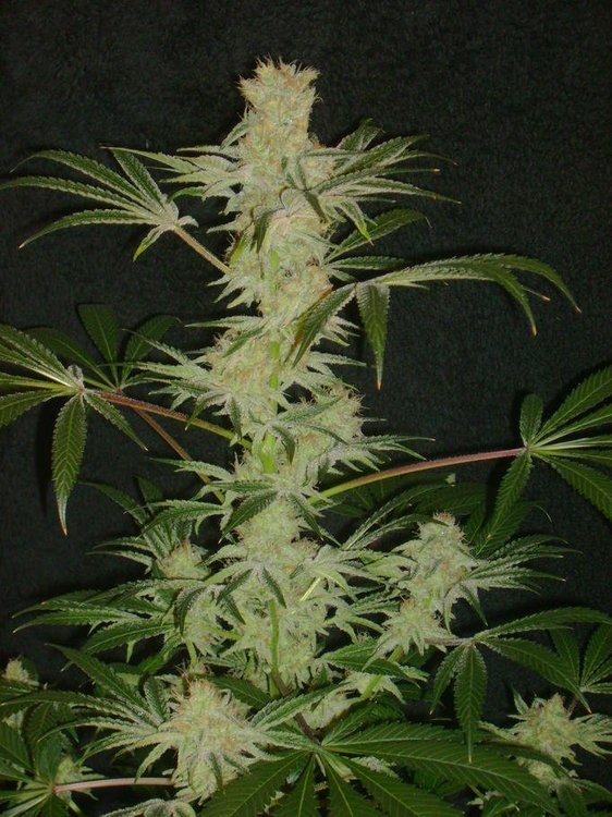 sbf.thumb.jpg.a05d572eb8f593aac49ac0bf98a13dac.jpg