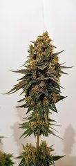 Apex Sour Tangie F+63