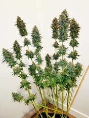 Sour Tangie F+63