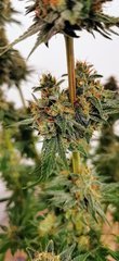 Secondaire Sour Tangie F+63