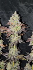W.melon zkittlez x animal cookie