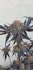 Sunset sherbert x purple punch