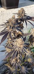 Sunset sherbet x purple punch