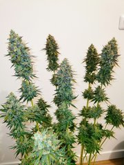Apex Sour Tangie F+63