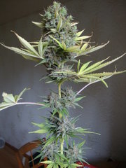Négra44