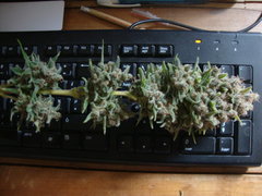 Négra44