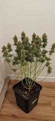 Critical F+63