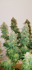 Critical F+63