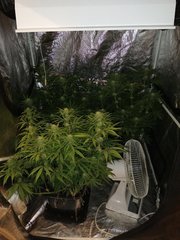 Multi variété dinafem 29 jours de 12 /12