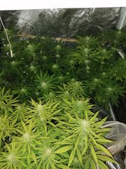 Multi variété dinafem 29 jours de 12 /12