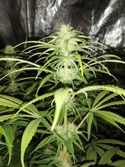 Royal haze 29 jours de 12/12