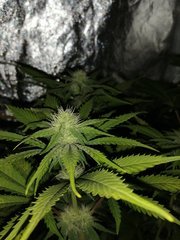 Deep cheese 29 jours de 12/12