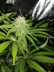 Og kush 29 jours de 12/12