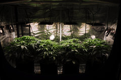 Jamaican Dream de Eva Seeds