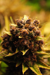 Red Hot Cookies de Sweet Seeds