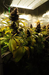 Red Hot Cookies de Sweet Seeds