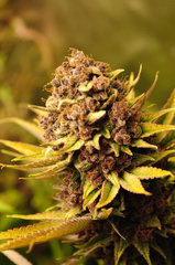 Red Hot Cookies de Sweet Seeds