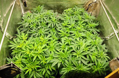 Jamaican Dream de Eva Seeds