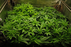 Jamaican Dream de Eva Seeds