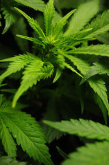 Jamaican Dream de Eva Seeds