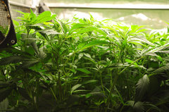 Jamaican Dream de Eva Seeds