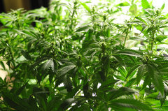 Jamaican Dream de Eva Seeds