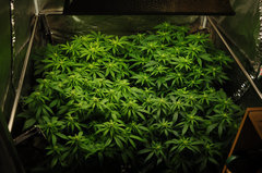 Jamaican Dream de Eva Seeds