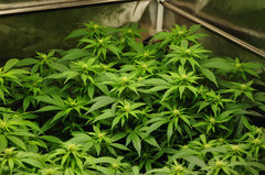 Jamaican Dream de Eva Seeds