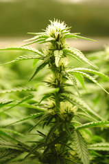 Jamaican Dream de Eva Seeds