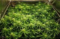 Jamaican Dream de Eva Seeds