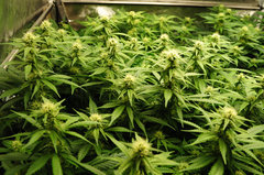 Jamaican Dream de Eva Seeds