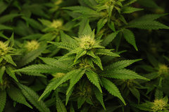 Jamaican Dream de Eva Seeds