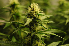 Jamaican Dream de Eva Seeds