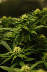Jamaican Dream de Eva Seeds